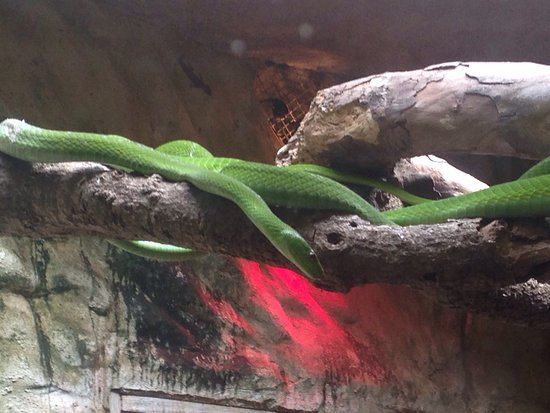 Ndlondlo Reptile Park